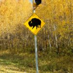 Vorsicht Bisons - Elk Island National Park. Foto: Marita Trinius
