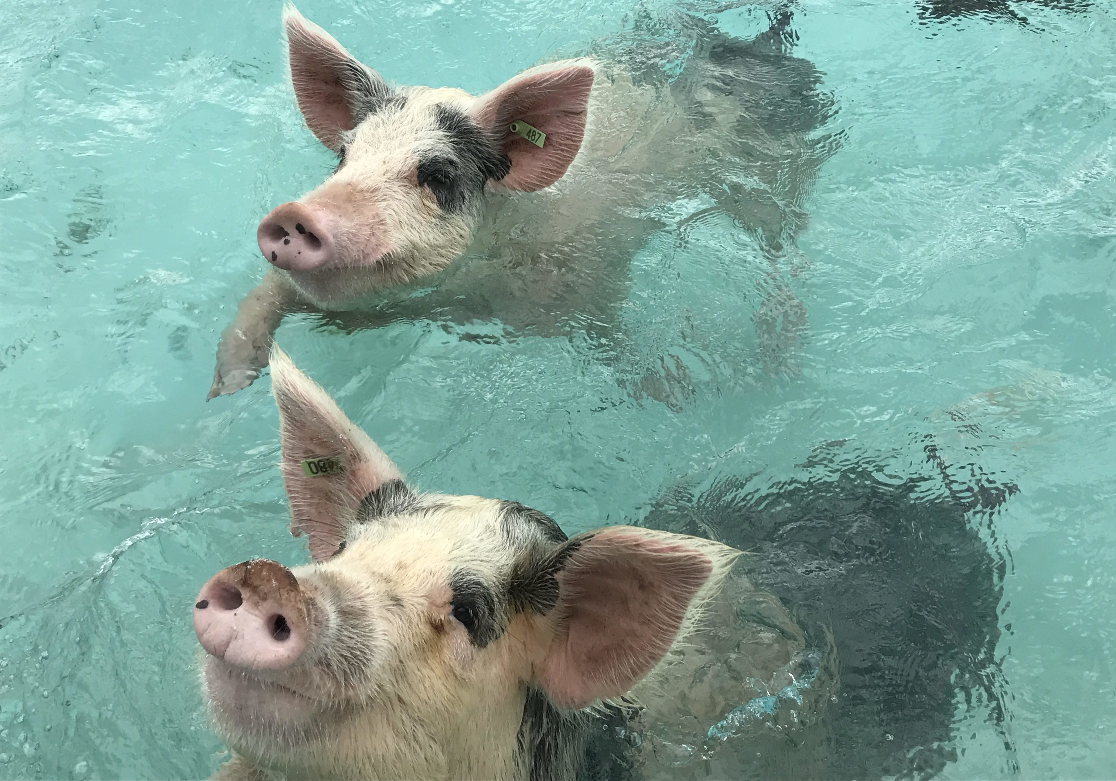 Sind sie nicht süß, die schwimmenden Schweine der Bahamas? Foto: Antonia Kasparek