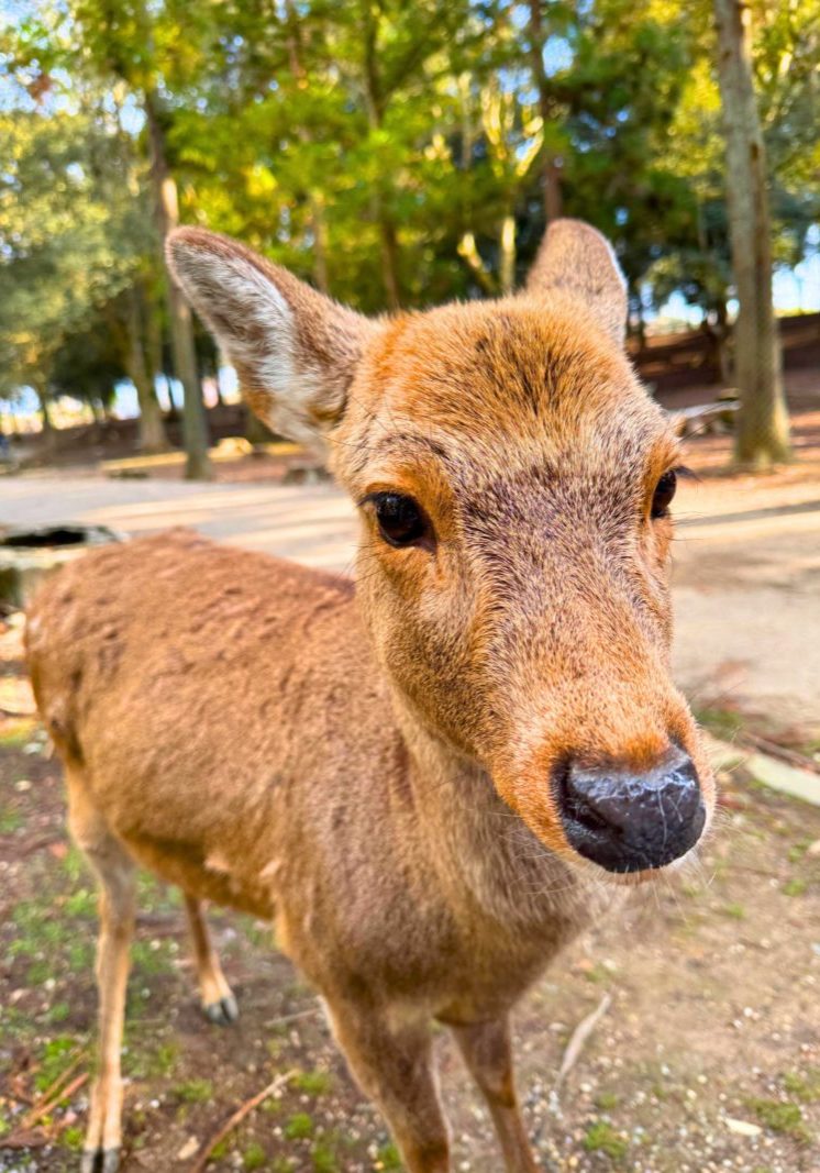 Neugierig sind sie auf jeden Fall! Die Rehe nähern sich hier den Touristen sehr nah. Foto: M.Weller