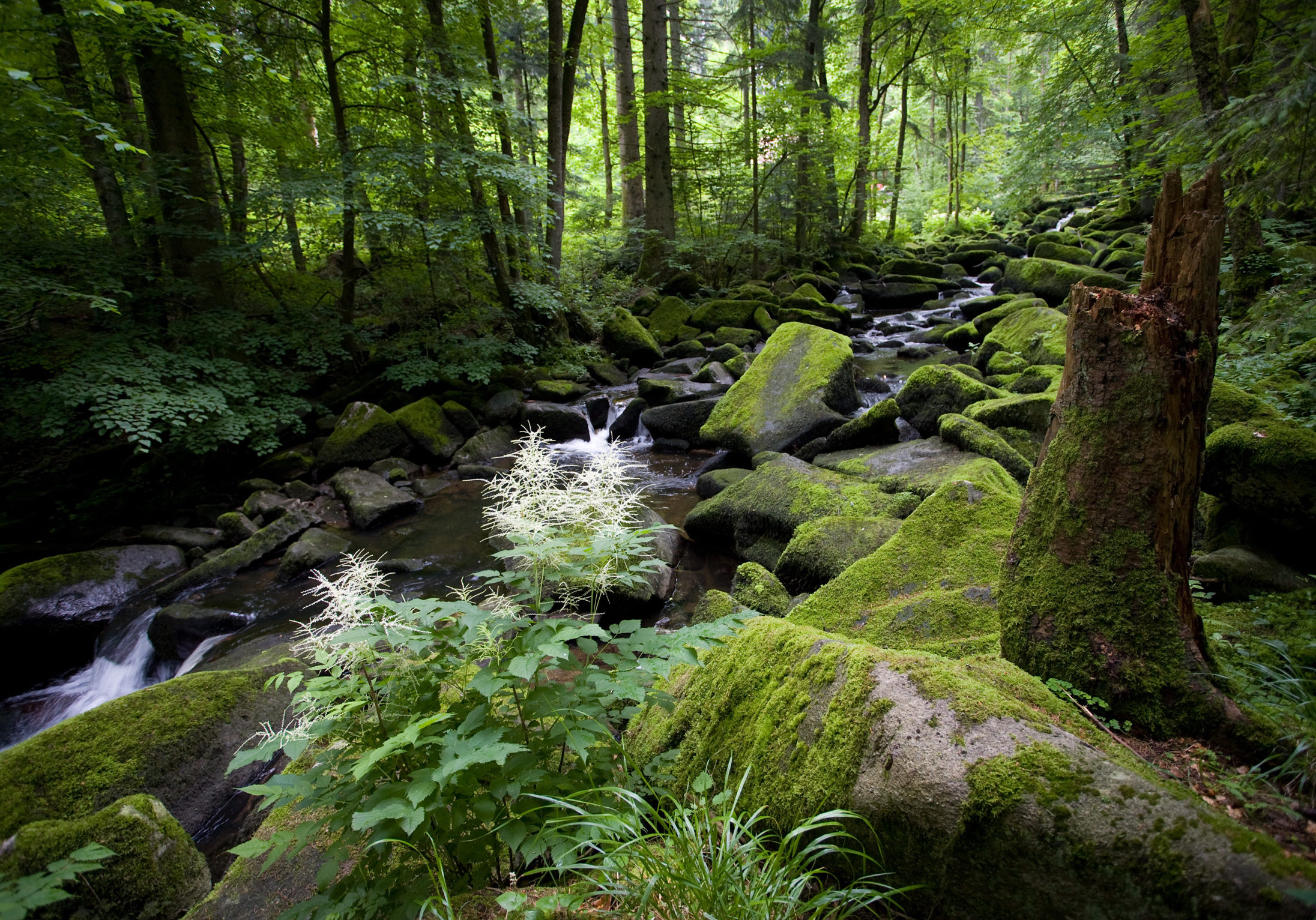 Im Bayerischen Wald darf die Natur wachsen, wie sie möche     ©Foto:  Tourismusbüro Waldkirchen