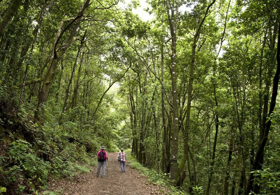 In den Wäldern bei Las Moradas beim Wandern eins werden mit der Natur  Foto:  webtenerife.de
