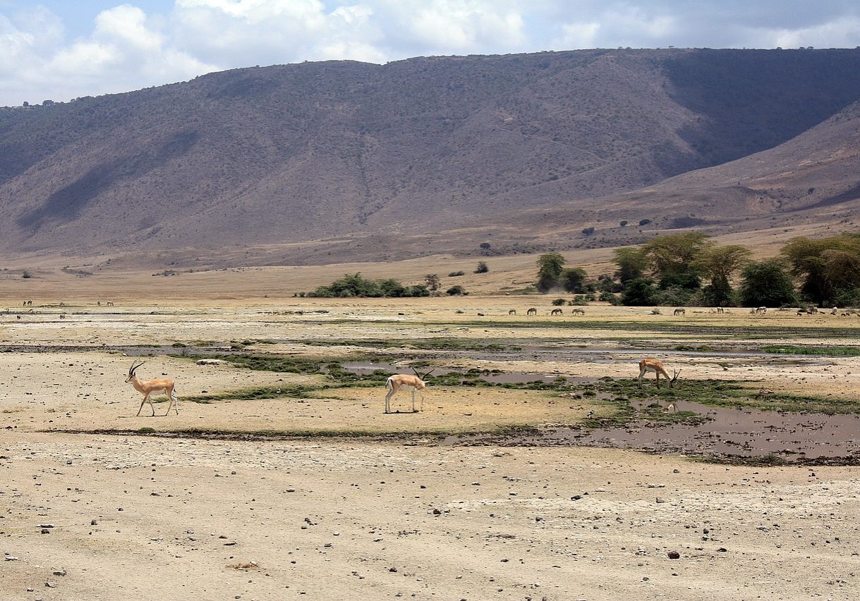 Safari Ngorongoro-Krater