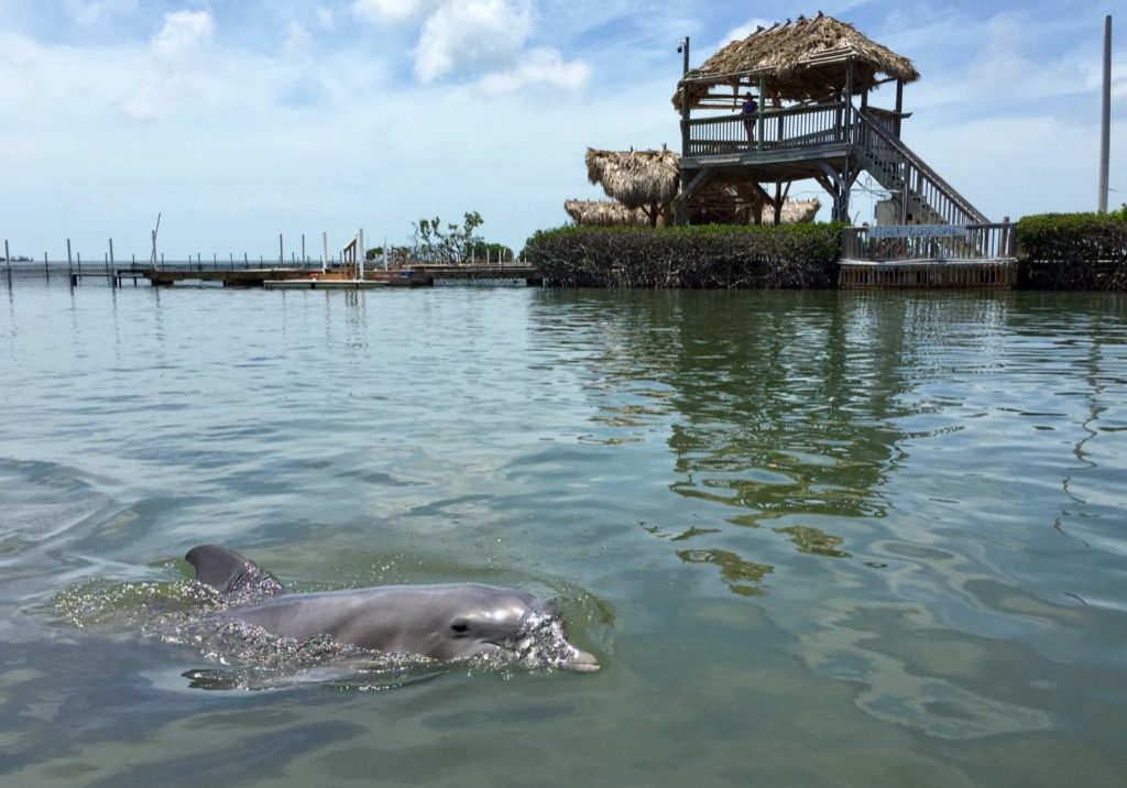 Im Dolphin Resaearch Center auf den Keys leben 26 Tümmler  Foto: Georg J. Schulz