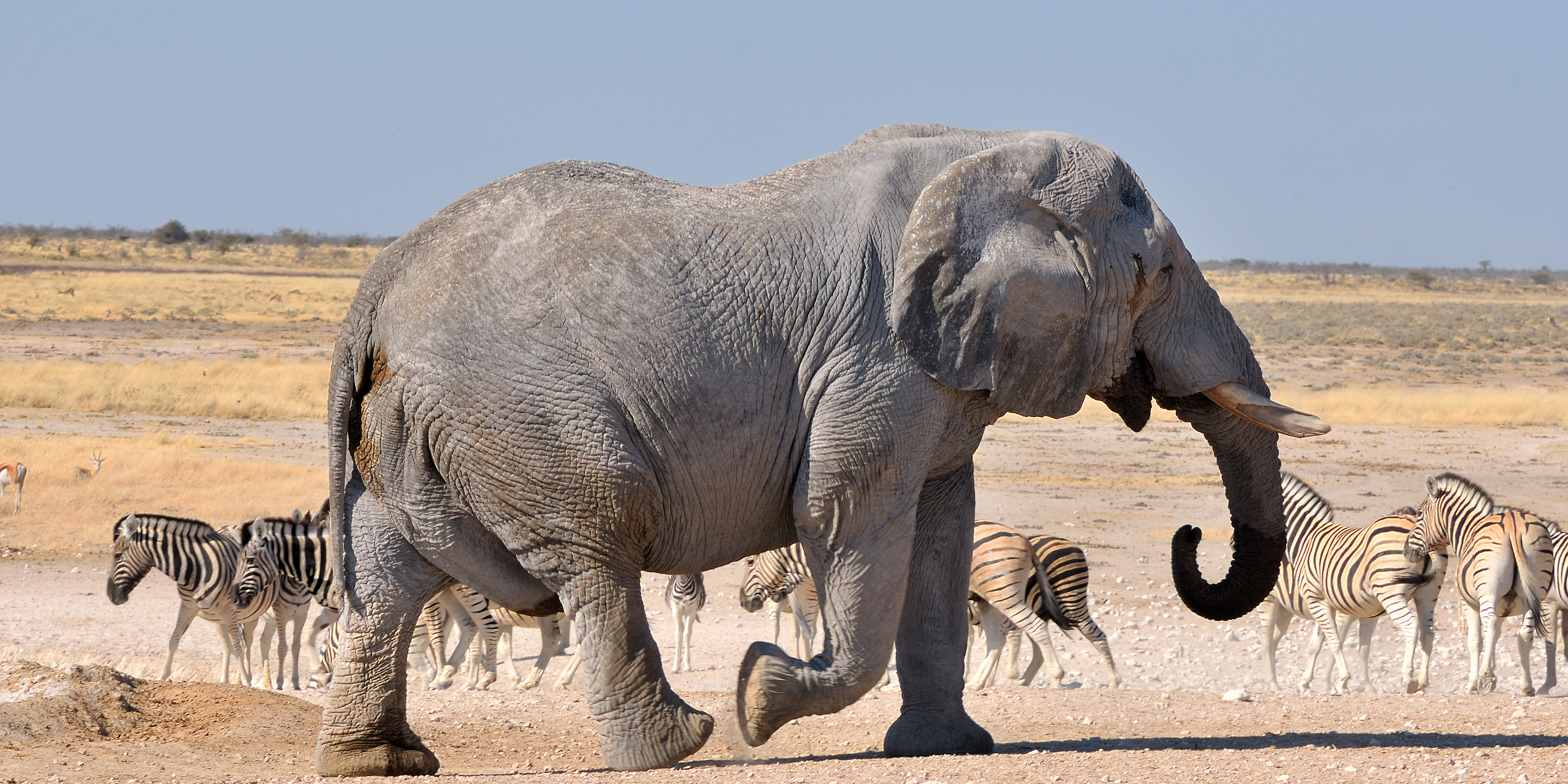 Elefant im Etosha National Park