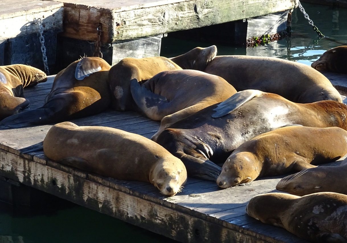 Am Pier 39 aalen sich die niedlichen Seelöwen herrlich faul in der Sonne