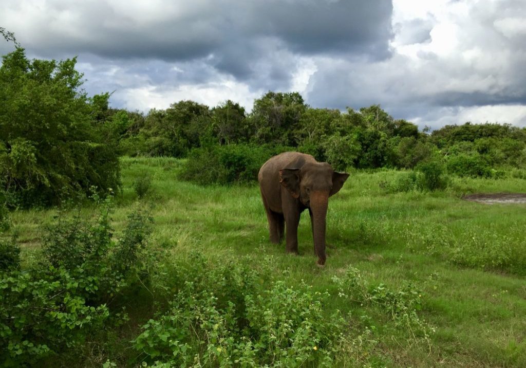 In den Nationalparks auf Sri Lanka lassen sich Elefanten beobachten  Foto: Georg J. Schulz