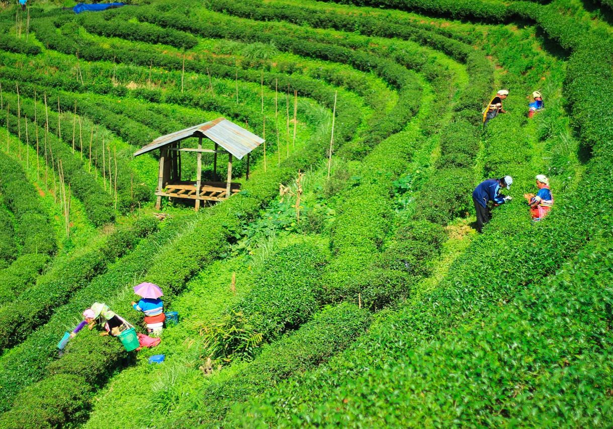 Leuchtend grüne Teeplantagen liegen rund um Chiang Mai, die große Stadt im Norden Thailands